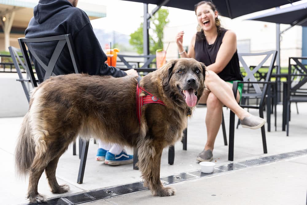 Paws on the Patio: Dog Etiquette Tips for Enjoying Bout Time Pub and Grub’s Outdoor Seating